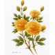 PRINT ROB POHL COLLECTION Pohl Wild Roses 4